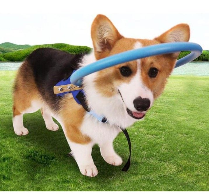 Blind Dog Circle Head Harness