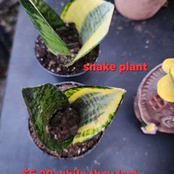 SUCCULENT AND PLANT SALE THIS WEEK IN SAN LORENZO OVER 1000 PLANTS