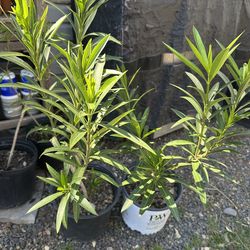 plantas de laurel