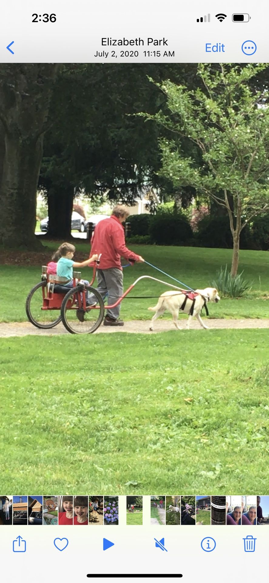 Dog Sulky/Cart
