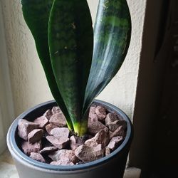 Snake Plant Live 