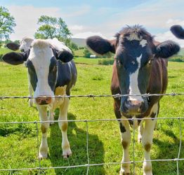 Farm Fence 4ft x 164ft Heavy Zinc Coating Cattle Fence Galvanized Field Fencing Sheep Fence Goat Fence,Hog Wire Fencing for Yard Livestock Animals Pro