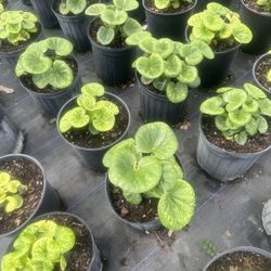 Farfugium 3gal