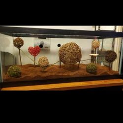 Ant Keepers Dream Tank