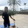 Dirt Atelier Plant Studio 