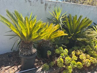 Sago Palm Plant