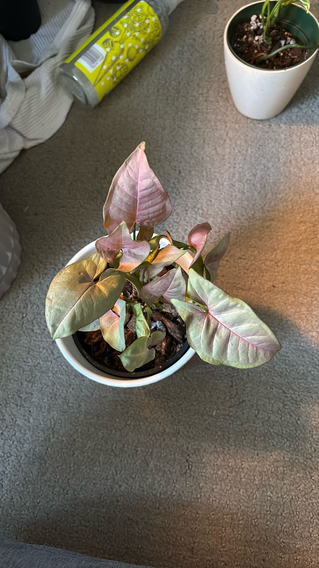 Syngonium Pink Allusion 