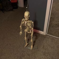 Human Skeleton Anatomy