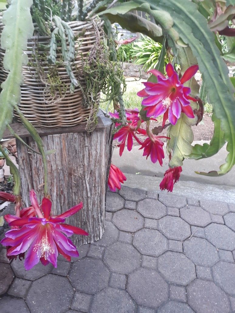 Epiphyllum Plant In Pot for Sale in Sacramento, CA OfferUp