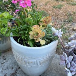 Succulents In Ceramic Pot