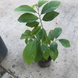 Cherimoya Plants