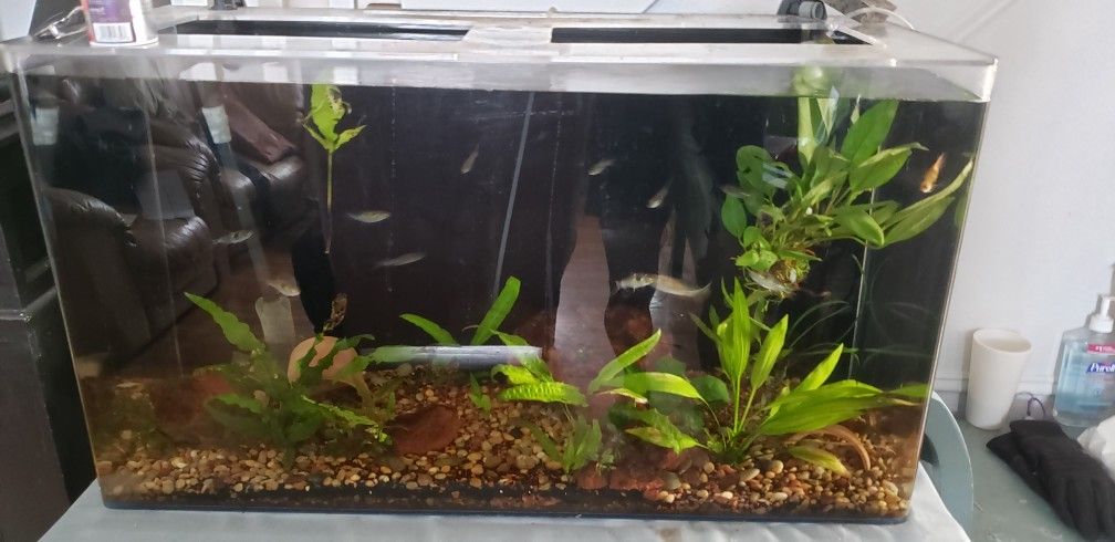 Acrylic Tanks, 75-55 and 30 Gallons. Two 40 G Breeders, 75 G And 180g