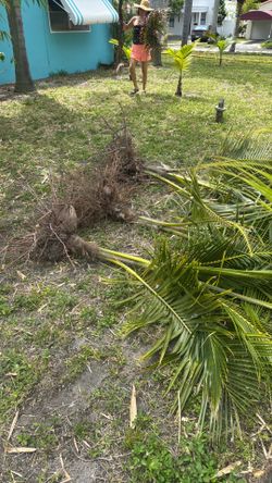 3 Coconut trees