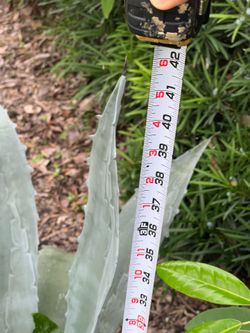 Blue agave plants