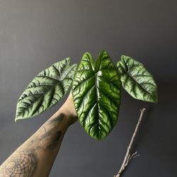 ✨Sinuata "Quilted Dreams" | Alocasia✨