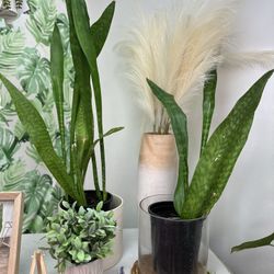 BIG alive Beautiful Snake Plants 