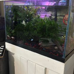 Free 20gl Fish Tank