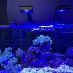Red Sea Reefer 350