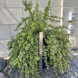 Elephant Bush Plants (Portulacaria afra)