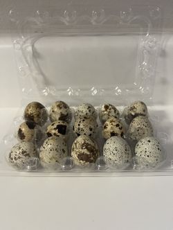 Fertilized Quail eggs 