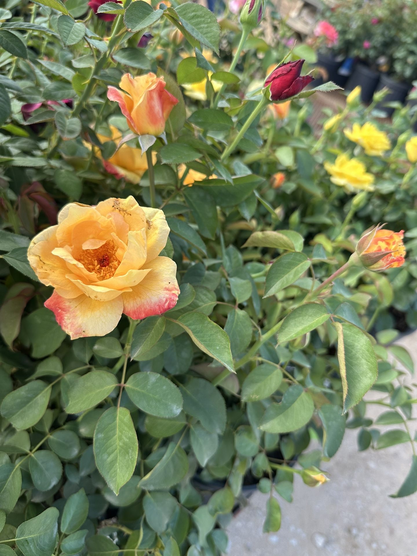 roses For Sale / rosales for Sale in Grand Prairie, TX - OfferUp