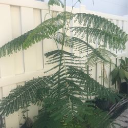 Poinciana 
