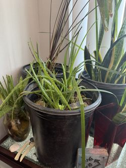 Plant Sale ๐ชด $10