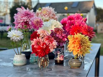 Dahlia Tubers