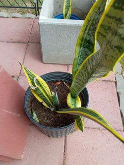 Plant snake was$20. Reduced to $15 .00 has 3 plants in one in Donna inside the city not far from old 83