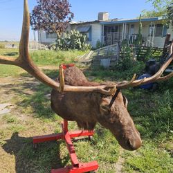 Bull Shoulder Mount 12 Point Trophy Taken 1992