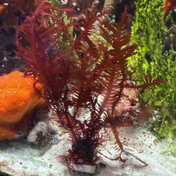 Red Fern Macroalgae