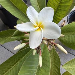 Samoan Fluff Plumeria Tropical Plants