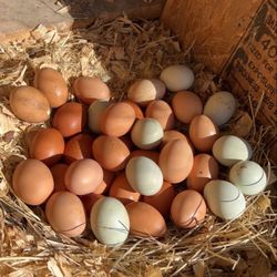 Fresh Farm Eggs