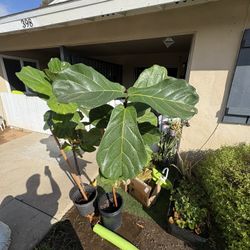 Fiddle Leaf Plant 