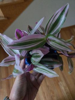 Bubble gum plant