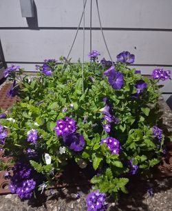 Purple hanging Basket