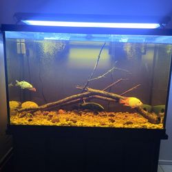 150 Gallon Fish Aquarium And Stand