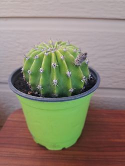Cactus