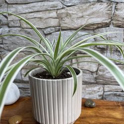 Spider House Plant In 4"1/4 H Textured Ceramic Pot.