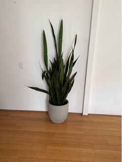 Snake plant with concrete planter