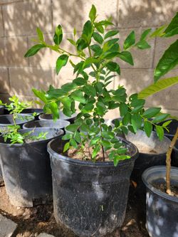 Jujube Plant