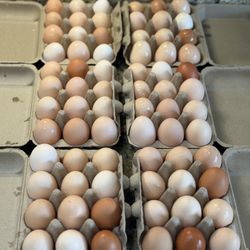 fresh eggs