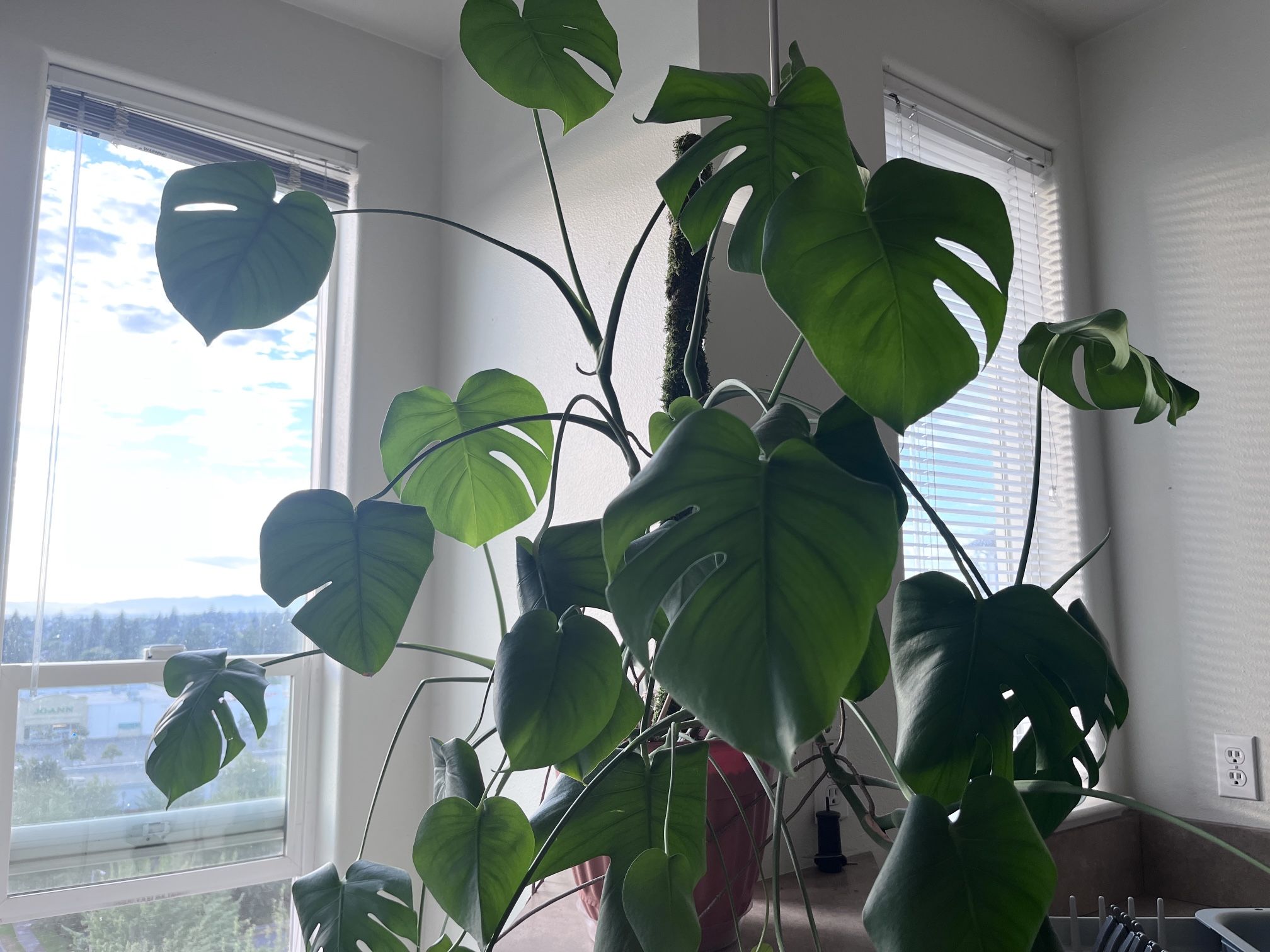 Beautifully raised Monstera Plant FLOURISHING