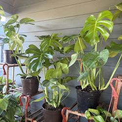 Tons Of Indoor Plants For Sale