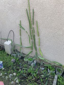 Different Sizes Of Dragon Fruit Plants 5 $ To 15$