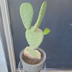 Is prickly pair in a ceramic pot