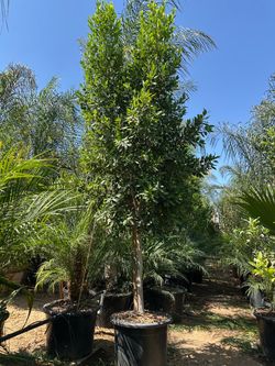 Ficus tree 25gal
