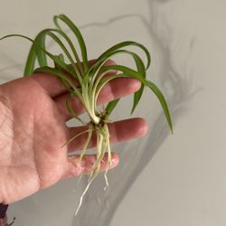 Spider Plant