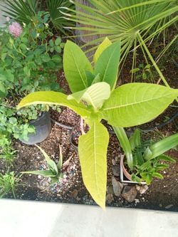 Kentucky Derby tobacco leaves