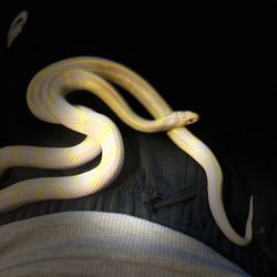 Snake Tank Snake Included 